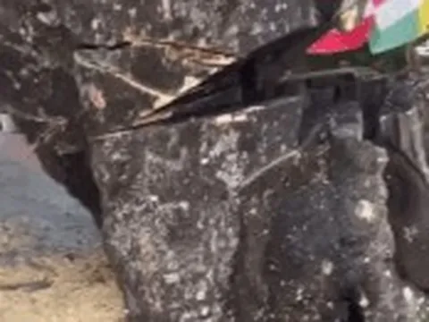 Vụ cây thị trăm tuổi bị nam thanh niên cưa ngang thân: Đau đầu phương án 'cứu' cây