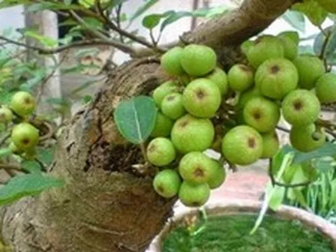Lợi ích khi trồng cây sung
