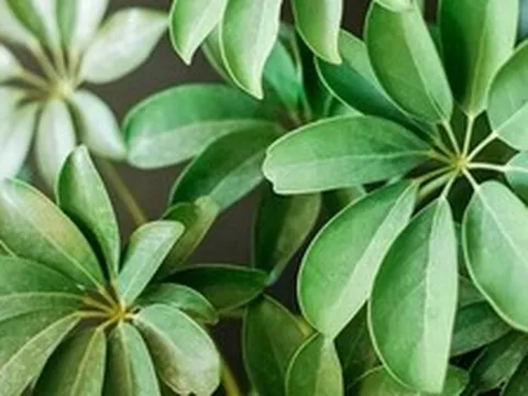 Cây ngũ gia bì hợp với tuổi nào, mệnh nào?