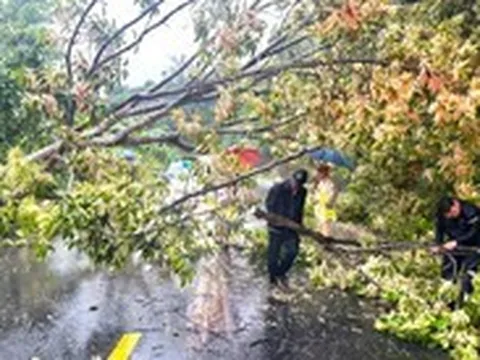 Mưa lớn, cây ngã chắn ngang đường đèo Ngoạn Mục