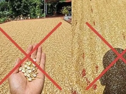 Đăng tin thóc phơi ngoài trời "nổ thành bỏng", người đàn ông bị xử lý