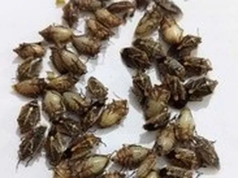 Sáu người ở vùng cao Thanh Hóa bị ngộ độc, nghi do ăn bọ xít