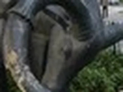 Loài động vật nặng tới 900kg từng xuất hiện ở Tây Nguyên: Sự thật hiện nay khiến nhiều người tiếc nuối