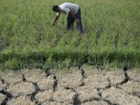 Siêu El Nino chưa từng có trong 150 năm cận kề: Nỗi lo lúa cháy khô, cá chết bỏng vì nắng nóng bủa vây hàng triệu nhà nông