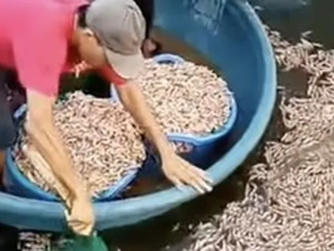 50.000 con tôm chết trắng, chủ hồ phát hiện vật lạ dưới đáy ao