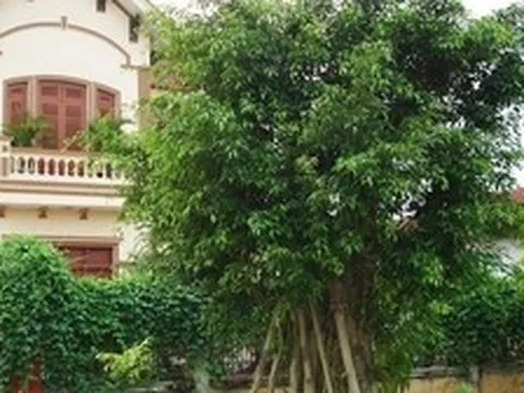 4 loại cây cản tài lộc, không nên trồng trong nhà