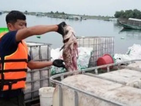 Cá lồng bè hồ Trị An chết trắng: Người dân nuôi tự phát, đang sắp xếp lại