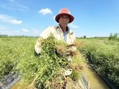 Đồng 'lá thơm' ở Đà Nẵng mùa thu hoạch, từ đầu làng cuối xóm ngát hương