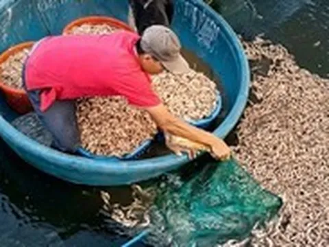 Hồ tôm nghi bị đầu độc chết sạch, công an vào cuộc điều tra 8 túi đất đèn dưới đáy hồ