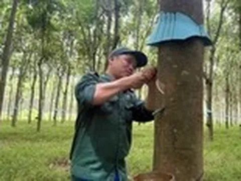 Những sáng kiến vì người lao động ngành cao su
