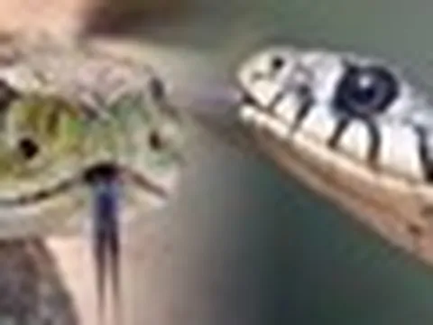 5 cách phân biệt rắn không độc và rắn có độc để đề phòng trong mùa hè