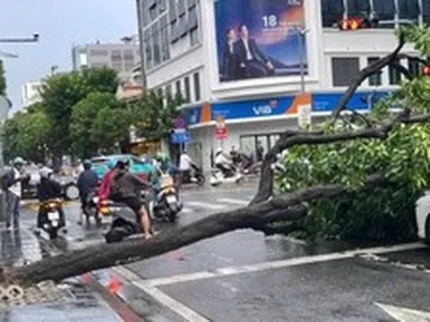 TPHCM: Cây xanh bật gốc giữa cơn mưa lớn, đè trúng 2 ô tô