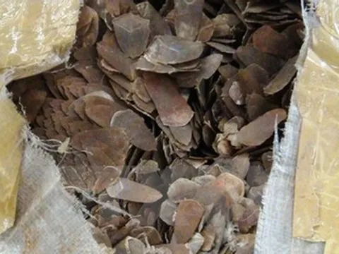 Kiểm tra thùng xốp người phụ nữ giấu gần khách sạn, phát hiện 10kg hàng cấm