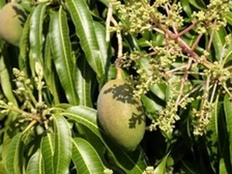 Hiện tượng cây xoài nở hoa