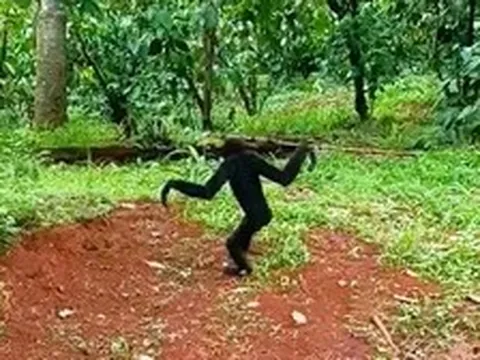 Phát hiện "vị khách lạ" thuộc Sách đỏ đi lang thang trong vườn, người dân lập tức trình báo công an