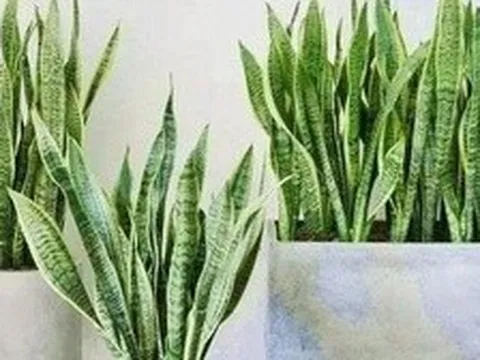 4 lời khuyên dành cho các gia đình đang trồng cây lưỡi hổ