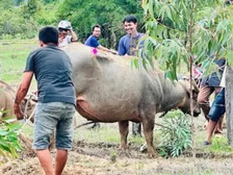 Trâu ‘điên’ húc người ở Đắk Lắk, 4 nạn nhân nhập viện