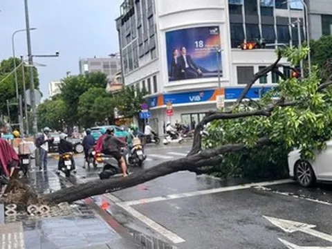 Mưa dông quật ngã cây xanh, đè hai ô tô ở trung tâm TPHCM
