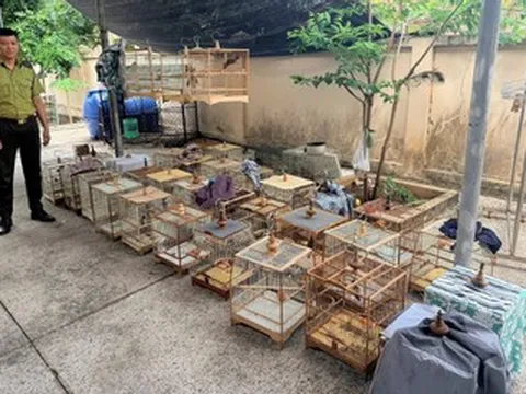 Chủ tiệm chim cảnh ở TPHCM bị phạt 7,5 triệu đồng, tịch thu 35 con chim chào mào