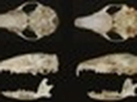 Loài động vật quý chỉ được biết đến ở Việt Nam, từng xuất hiện ở Đà Lạt: Có "răng nanh" dài tới 4,5mm