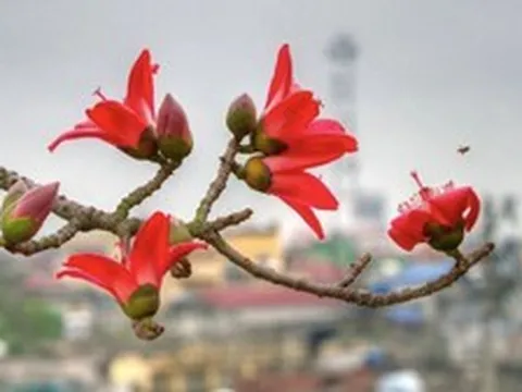 4 cây đẹp mấy cũng KHÔNG trồng trước cửa nhà