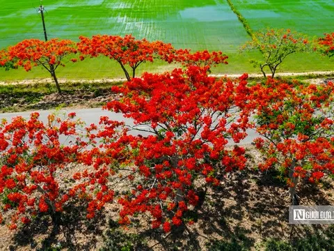 Tuyến đường vùng quê bất ngờ nổi tiếng vì hoa phượng nở đẹp đến ngỡ ngàng
