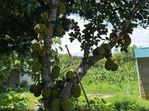 Nhìn hai người đàn ông tóc bạc suýt đánh nhau vì cây mít, tôi mới hiểu có những chuyện không hề cũ đi theo năm tháng