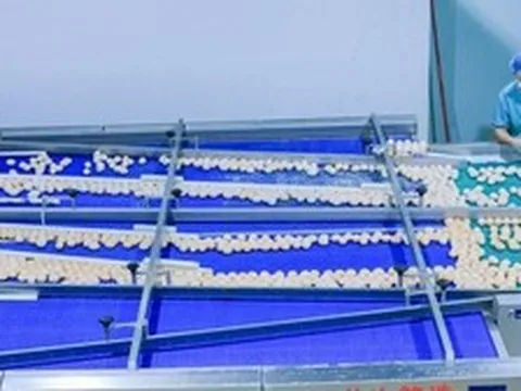 Phát hiện 1 nhà máy trứng sản xuất gần 900.000 quả/ngày: Trứng “không chạm đất” từ lúc đẻ tới lúc bán