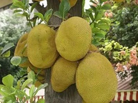 Đi chợ mua mít: Nhớ kỹ 6 mẹo để chọn được quả chín cây, nhiều múi, thơm ngọt tự nhiên