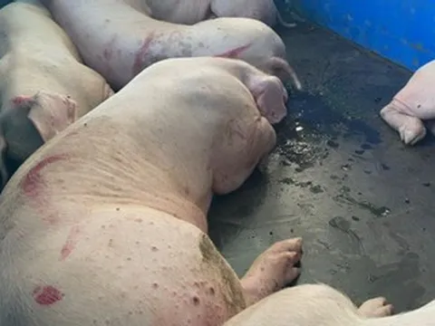 'Chuyền tay' tiêu thụ 21 con lợn bệnh, 4 người đàn ông bị khởi tố