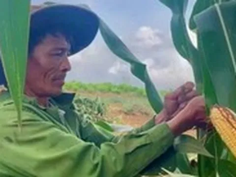 Trồng bắp sinh khối, nông dân lãi đậm