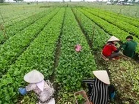 Việt Nam sắp có thêm tiêu chuẩn rau an toàn, nhưng không thay thế VietGAP