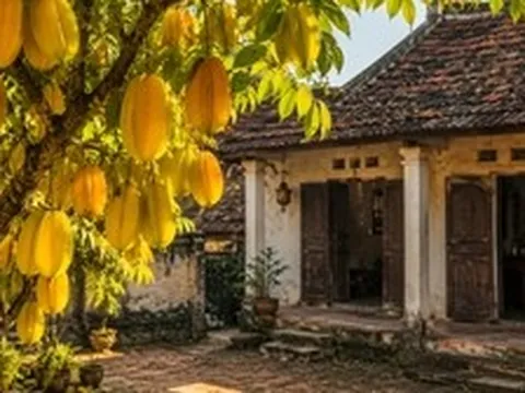 Người xưa dặn đừng chặt 3 cây quý trong sân vườn, kẻo đánh mất lộc lành của gia đình