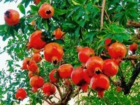 Vì sao người xưa thường trồng cây lựu trong sân nhà?