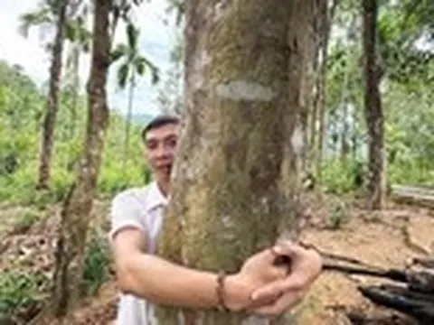 Vào vùng 'cao sơn ngọc quế' Trà Leng, nơi có nhiều vườn cây 'khủng'