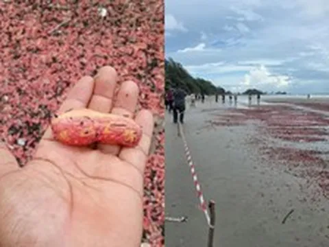 Hàng nghìn sinh vật giống như "xúc xích hồng" xuất hiện trên bãi biển, giới chức ra lệnh cấm chạm vào
