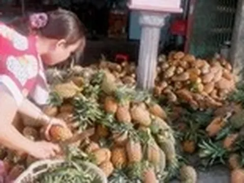 Giá khóm vùng Đồng Tháp Mười chỉ còn 4.500 đồng mỗi ký