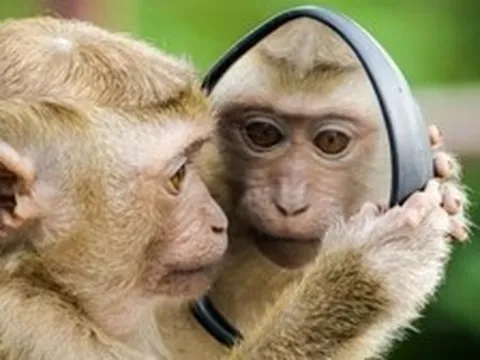 Bé trai 6 tuổi tử vong sau khi bị khỉ nuôi trong gia đình tấn công