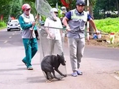 Phạt tiền tới 2 triệu đồng nếu không đeo rọ mõm cho chó ở nơi công cộng