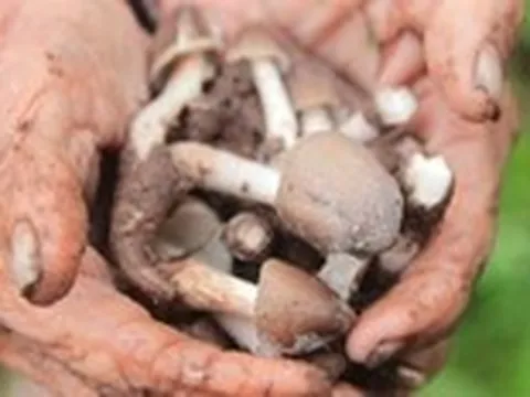 Người có nấm mối đem chia cho hàng xóm, hàng xóm nấu  cháo ngon lại gọi sang ăn