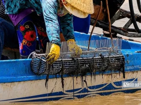 Theo chân ngư dân săn "lộc trời" dưới đáy sông, kiếm tiền triệu mỗi ngày