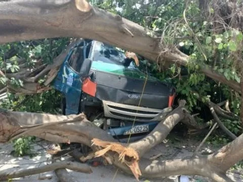 Cây bồ đề bất ngờ bật gốc đè bẹp cabin xe tải đang chạy trên đường ở TPHCM
