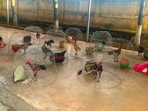 Đột kích sới đá gà quy mô lớn, bắt quả tang 31 đối tượng đang say sưa cá cược
