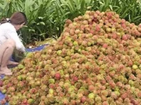 Giá trái cây tại vườn rẻ rề, ra đến chợ tăng gấp 4-5 lần