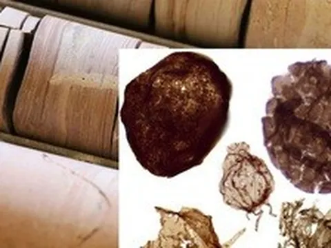 Đào mỏ, loạt sinh vật từ thế giới 1,7 tỉ năm trước lộ diện