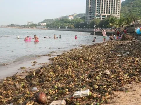 Lục bình phủ kín Bãi Trước Vũng Tàu, vì sao người dân vẫn 'vô tư' tắm biển?
