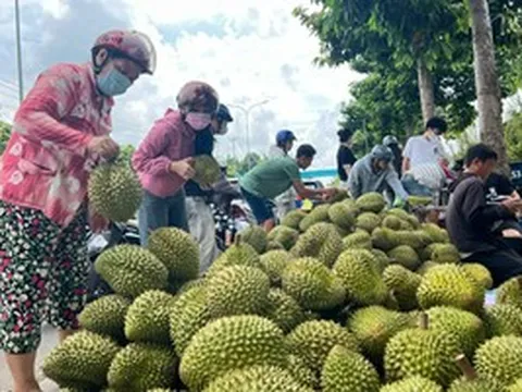 Siết chặt quản lý chất lượng sầu riêng