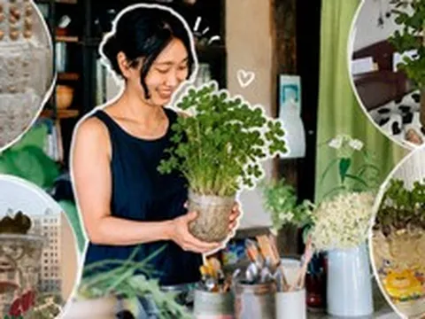 Tôi đã thử ngâm vài hạt đậu phộng trong nước suốt 15 ngày và bất ngờ nhận được một “khu rừng mini” xanh mát: Không tốn tiền mua cây mà vẫn có góc thư giãn cực chữa lành