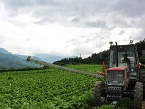 Phát hiện nhiều nông dân thoát nghèo, kiếm hơn 5 tỷ đồng/năm nhờ trồng 1 loại rau