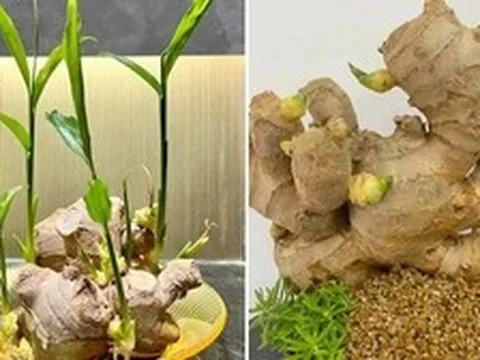 Vì sao nhiều gia đình thích trồng gừng quanh nhà?
